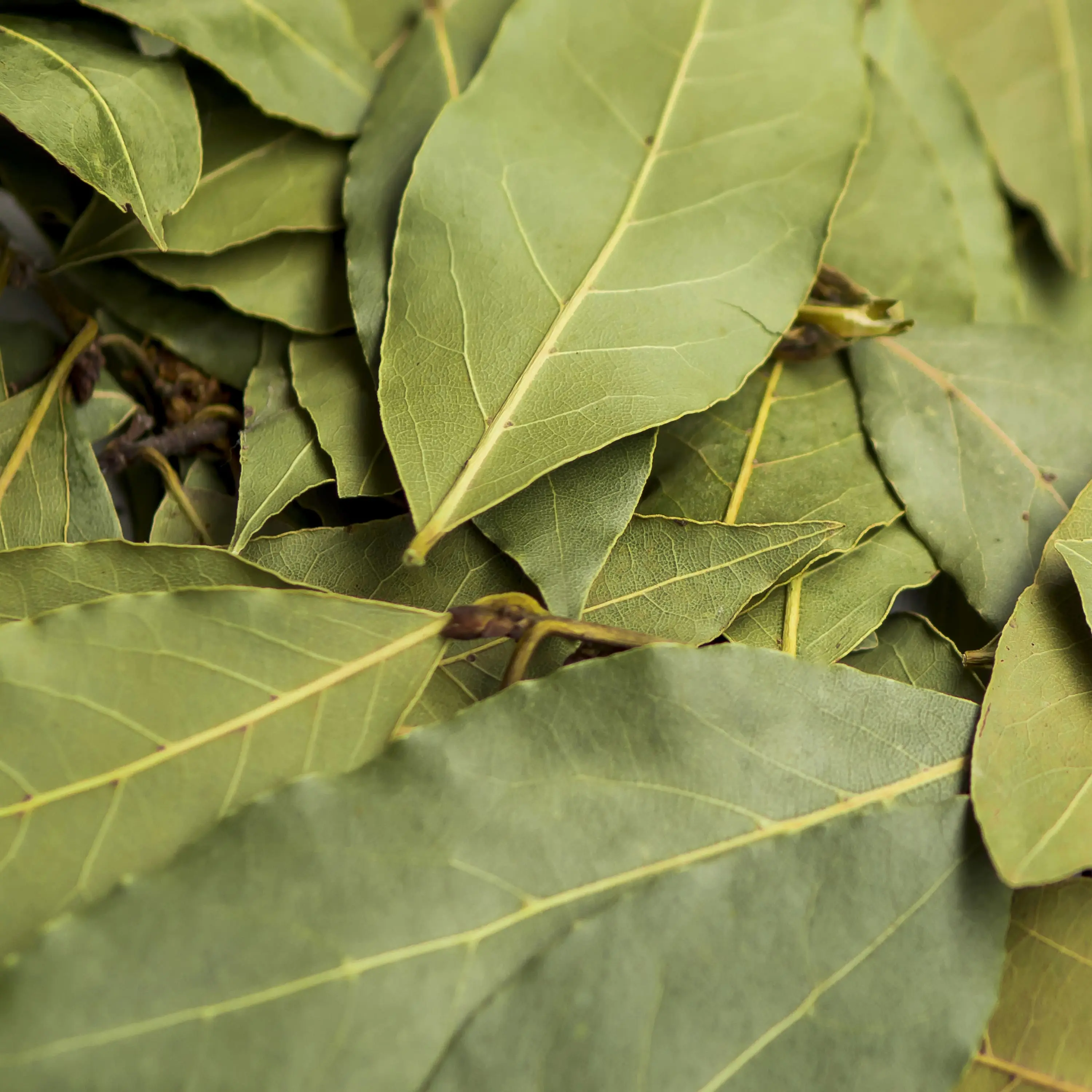 bay-leaves